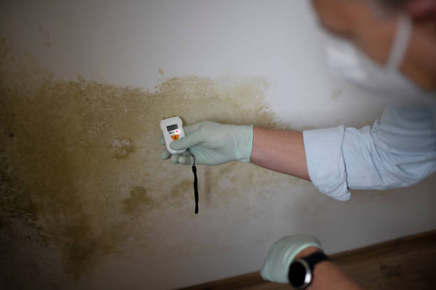 Best Office Mold Removal Services  in Beaumont, TX