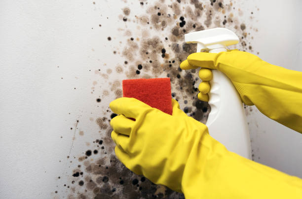Best Commercial Mold Removal  in Beaumont, TX