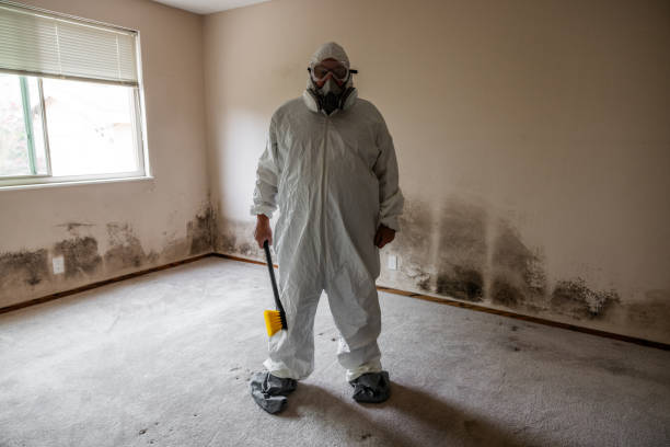 Best Same-Day Mold Removal  in Beaumont, TX