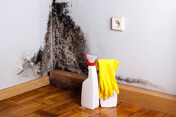 Best Mold Damage Repair  in Beaumont, TX