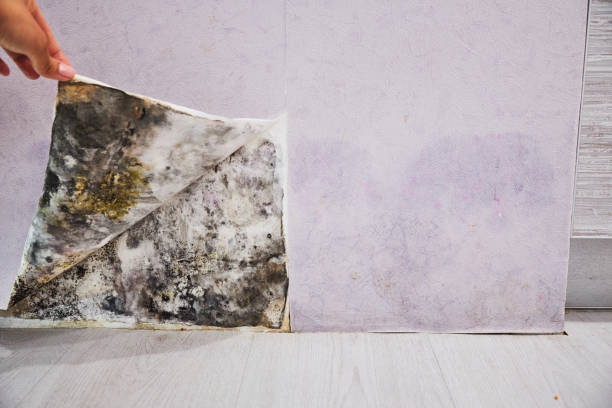 Beaumont, TX Mold Removal Company